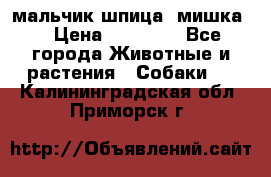 мальчик шпица (мишка) › Цена ­ 55 000 - Все города Животные и растения » Собаки   . Калининградская обл.,Приморск г.